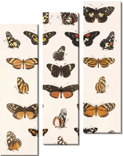 Картина Бабочки Insecta Lepidoptera-Rhopalocera №20