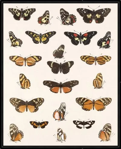 Картина Бабочки Insecta Lepidoptera-Rhopalocera №20