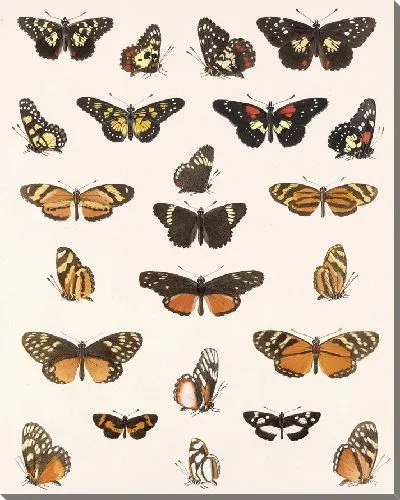 Картина Бабочки Insecta Lepidoptera-Rhopalocera №20