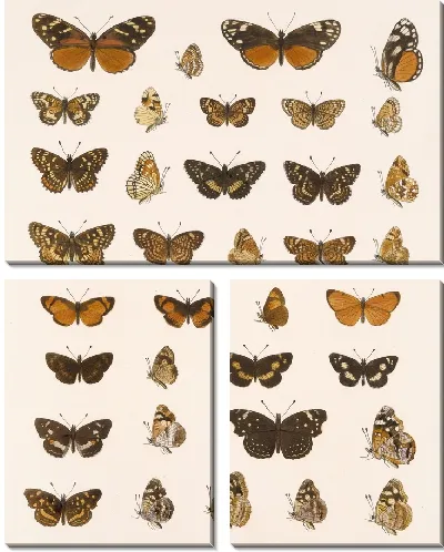 Картина Бабочки Insecta Lepidoptera-Rhopalocera №21