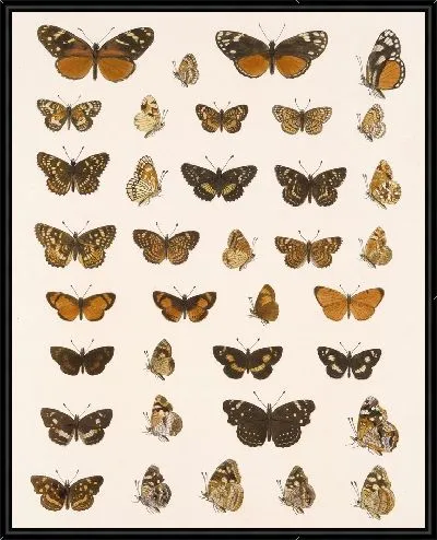 Картина Бабочки Insecta Lepidoptera-Rhopalocera №21