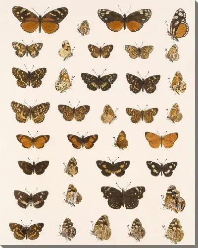 Картина Бабочки Insecta Lepidoptera-Rhopalocera №21