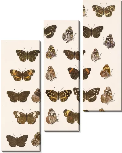 Картина Бабочки Insecta Lepidoptera-Rhopalocera №22