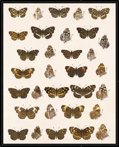 Картина Бабочки Insecta Lepidoptera-Rhopalocera №22