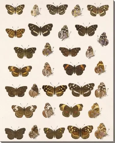 Картина Бабочки Insecta Lepidoptera-Rhopalocera №22