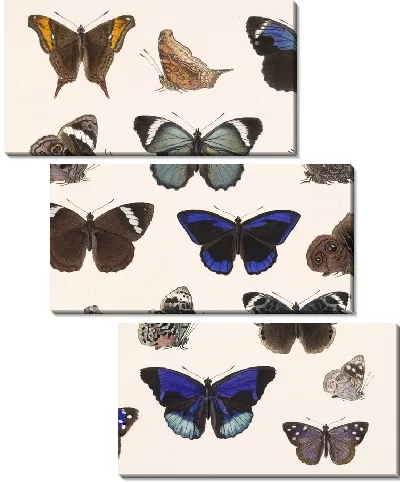 Картина Бабочки Insecta Lepidoptera-Rhopalocera №23