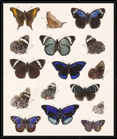 Картина Бабочки Insecta Lepidoptera-Rhopalocera №23
