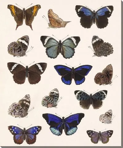 Картина Бабочки Insecta Lepidoptera-Rhopalocera №23