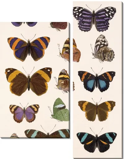 Картина Бабочки Insecta Lepidoptera-Rhopalocera №24