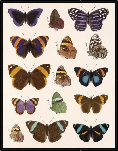 Картина Бабочки Insecta Lepidoptera-Rhopalocera №24