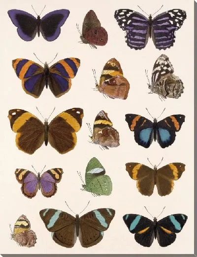 Картина Бабочки Insecta Lepidoptera-Rhopalocera №24