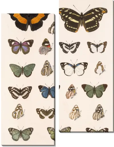Картина Бабочки Insecta Lepidoptera-Rhopalocera №25
