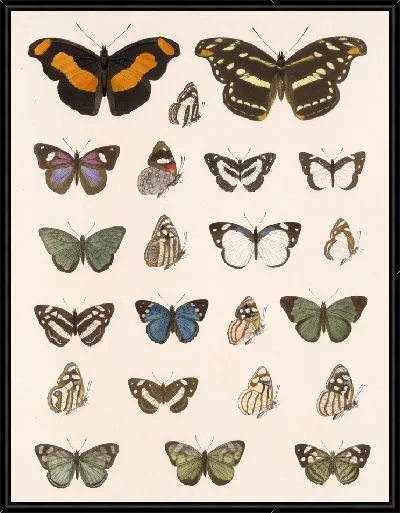 Картина Бабочки Insecta Lepidoptera-Rhopalocera №25