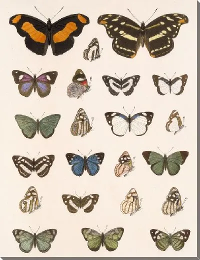 Картина Бабочки Insecta Lepidoptera-Rhopalocera №25