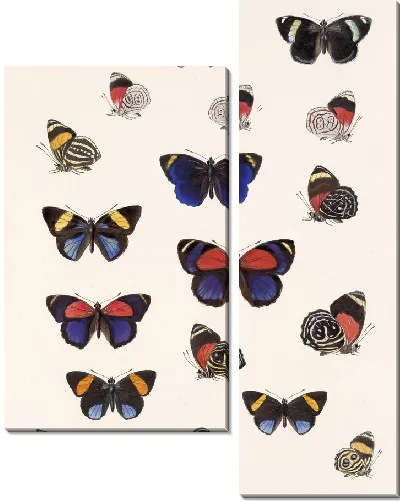 Картина Бабочки Insecta Lepidoptera-Rhopalocera №26