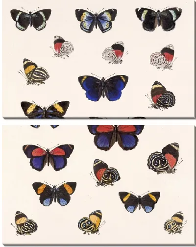 Картина Бабочки Insecta Lepidoptera-Rhopalocera №26
