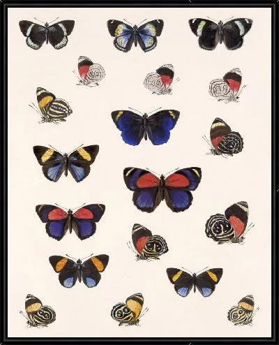 Картина Бабочки Insecta Lepidoptera-Rhopalocera №26