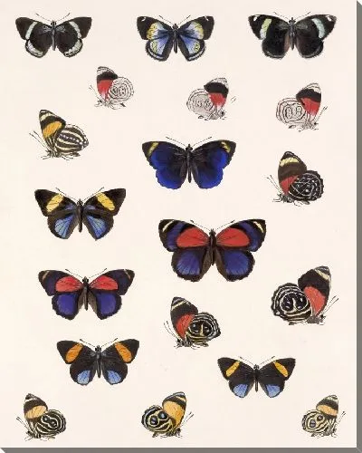 Картина Бабочки Insecta Lepidoptera-Rhopalocera №26