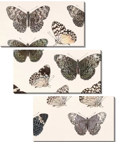 Картина Бабочки Insecta Lepidoptera-Rhopalocera №27