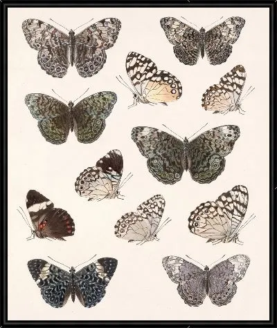 Картина Бабочки Insecta Lepidoptera-Rhopalocera №27