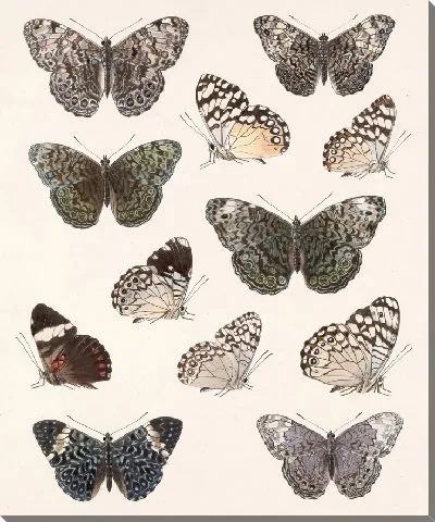 Картина Бабочки Insecta Lepidoptera-Rhopalocera №27