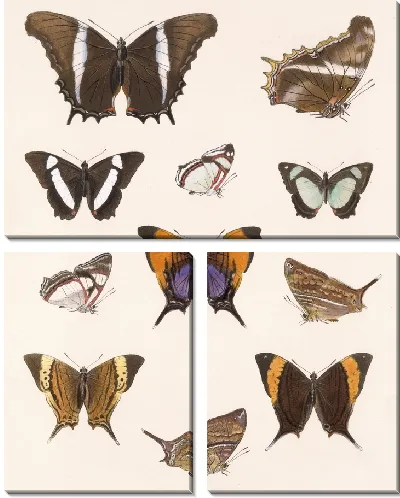 Картина Бабочки Insecta Lepidoptera-Rhopalocera №28