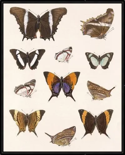 Картина Бабочки Insecta Lepidoptera-Rhopalocera №28