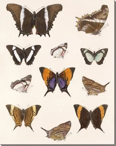 Картина Бабочки Insecta Lepidoptera-Rhopalocera №28