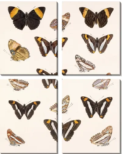 Картина Бабочки Insecta Lepidoptera-Rhopalocera №29