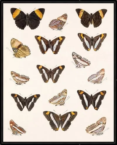 Картина Бабочки Insecta Lepidoptera-Rhopalocera №29