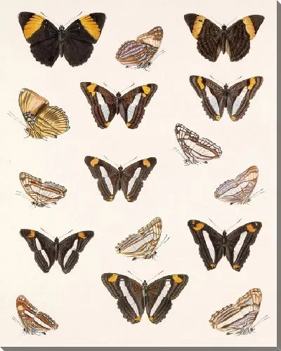 Картина Бабочки Insecta Lepidoptera-Rhopalocera №29