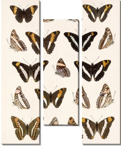 Картина Бабочки Insecta Lepidoptera-Rhopalocera №30