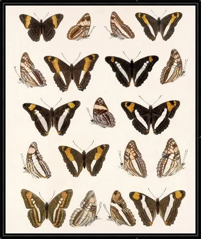Картина Бабочки Insecta Lepidoptera-Rhopalocera №30