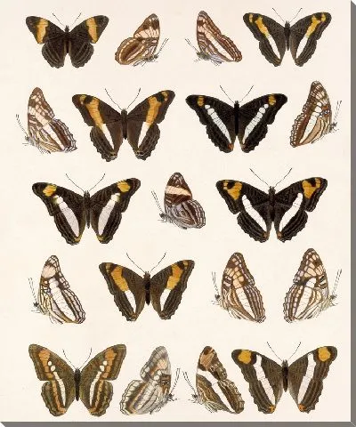 Картина Бабочки Insecta Lepidoptera-Rhopalocera №30