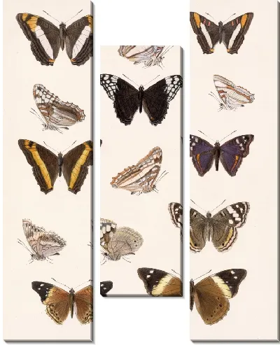 Картина Бабочки Insecta Lepidoptera-Rhopalocera №31