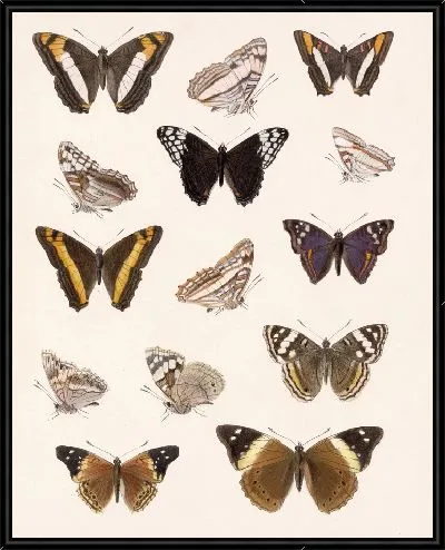 Картина Бабочки Insecta Lepidoptera-Rhopalocera №31