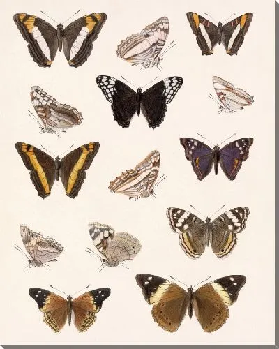 Картина Бабочки Insecta Lepidoptera-Rhopalocera №31