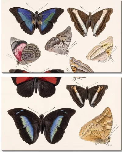 Картина Бабочки Insecta Lepidoptera-Rhopalocera №32