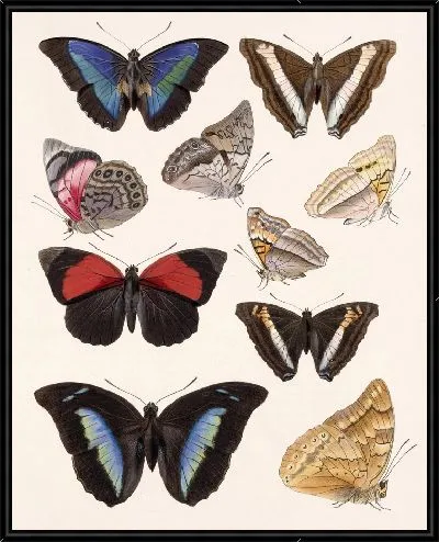 Картина Бабочки Insecta Lepidoptera-Rhopalocera №32