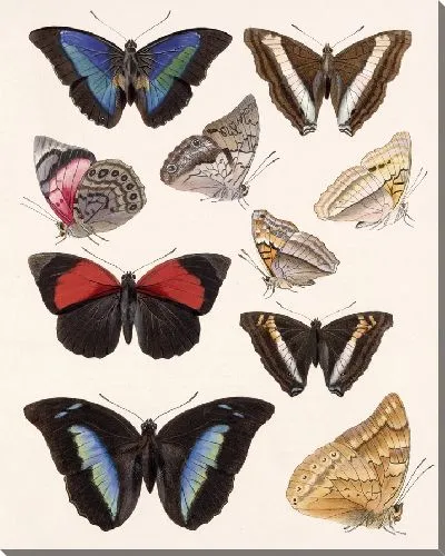 Картина Бабочки Insecta Lepidoptera-Rhopalocera №32