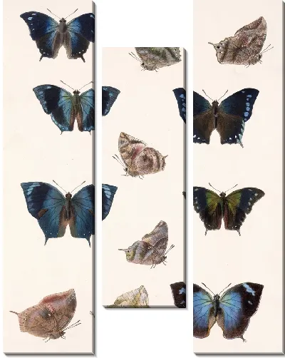 Картина Бабочки Insecta Lepidoptera-Rhopalocera №33