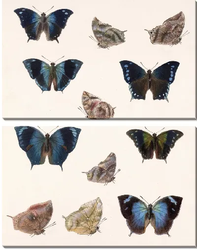 Картина Бабочки Insecta Lepidoptera-Rhopalocera №33