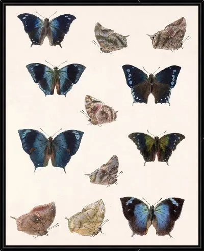 Картина Бабочки Insecta Lepidoptera-Rhopalocera №33