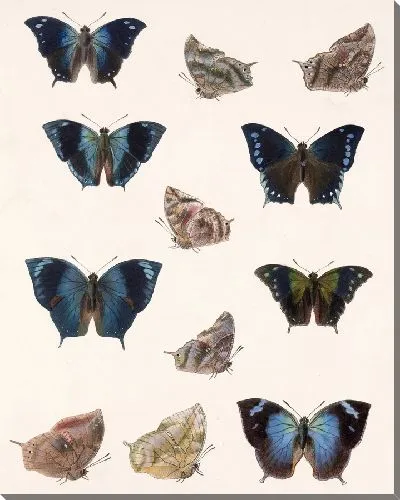 Картина Бабочки Insecta Lepidoptera-Rhopalocera №33