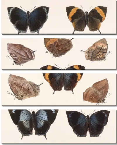Картина Бабочки Insecta Lepidoptera-Rhopalocera №34