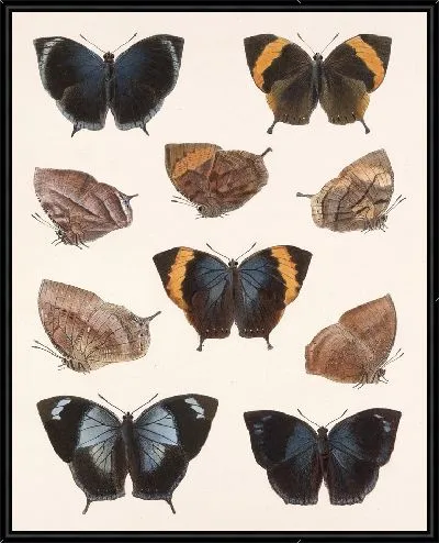 Картина Бабочки Insecta Lepidoptera-Rhopalocera №34