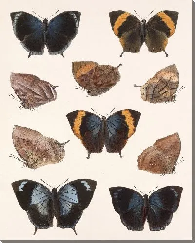 Картина Бабочки Insecta Lepidoptera-Rhopalocera №34