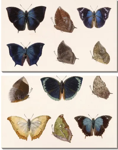 Картина Бабочки Insecta Lepidoptera-Rhopalocera №35