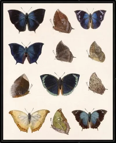 Картина Бабочки Insecta Lepidoptera-Rhopalocera №35