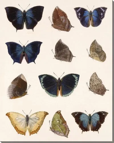 Картина Бабочки Insecta Lepidoptera-Rhopalocera №35